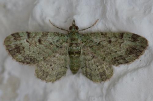 Réf. 304 658 : Pasiphila rectangulata